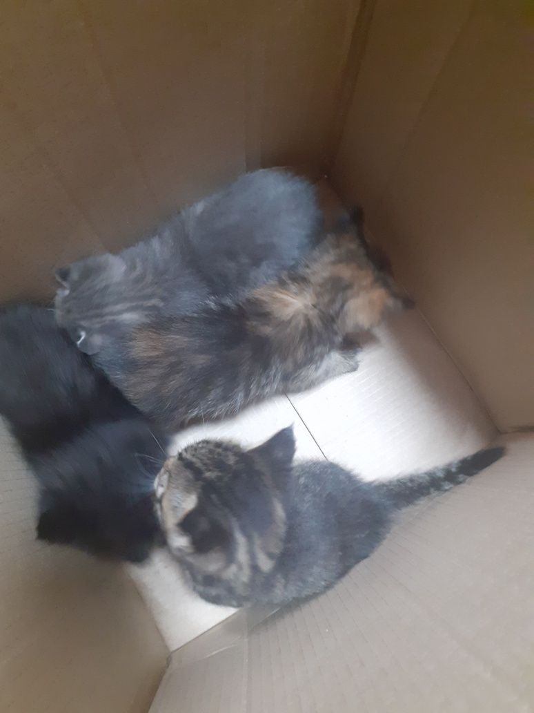 Отдам даром  котят