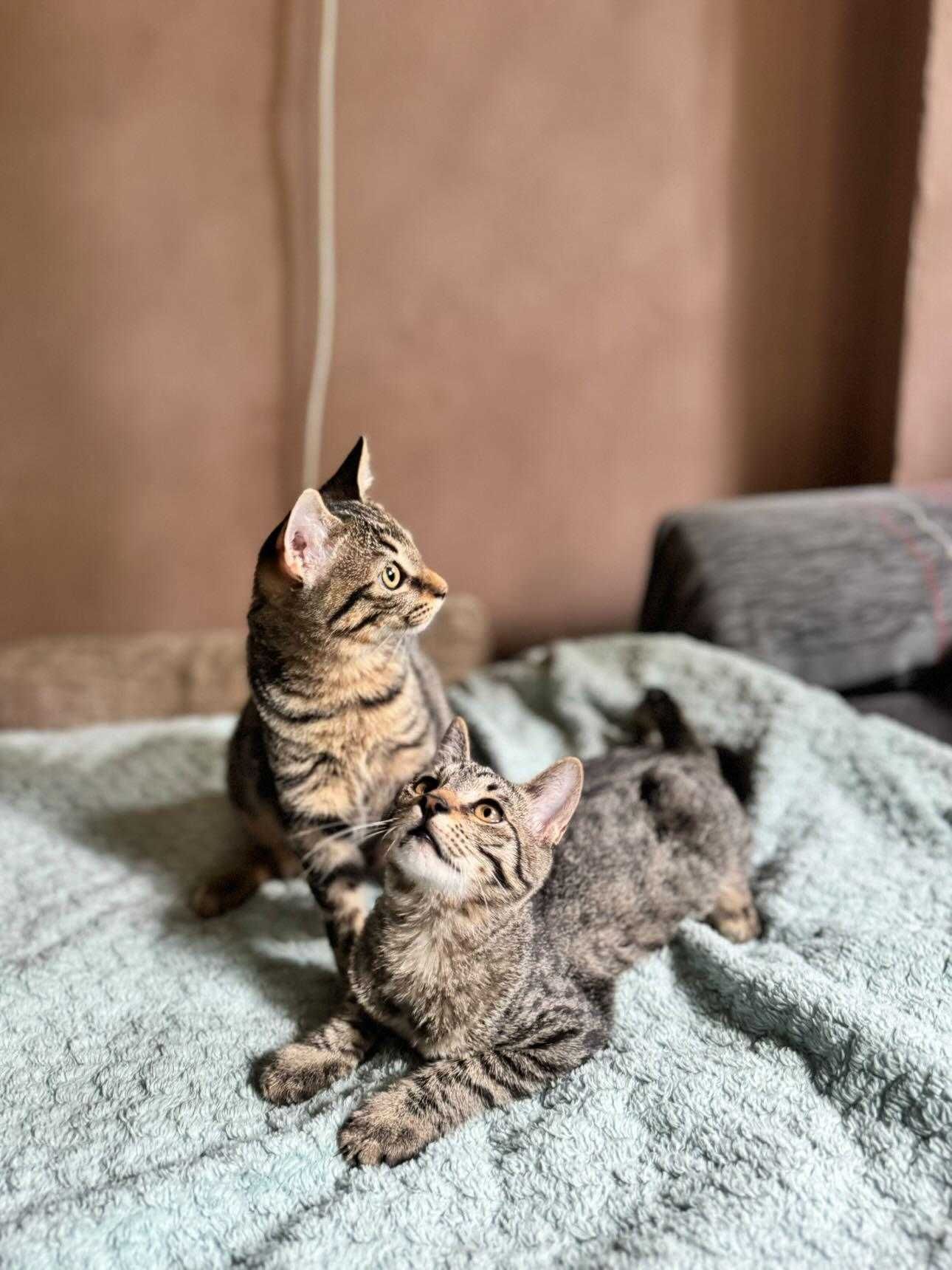 Подарявам Котета