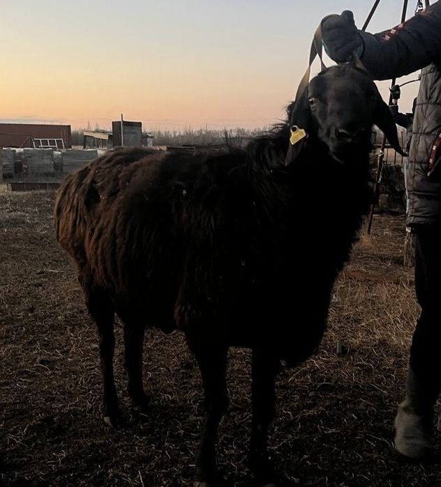 Кошкар Гиссар 2года