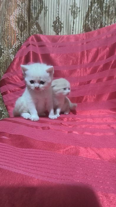 Животные кошки и котята