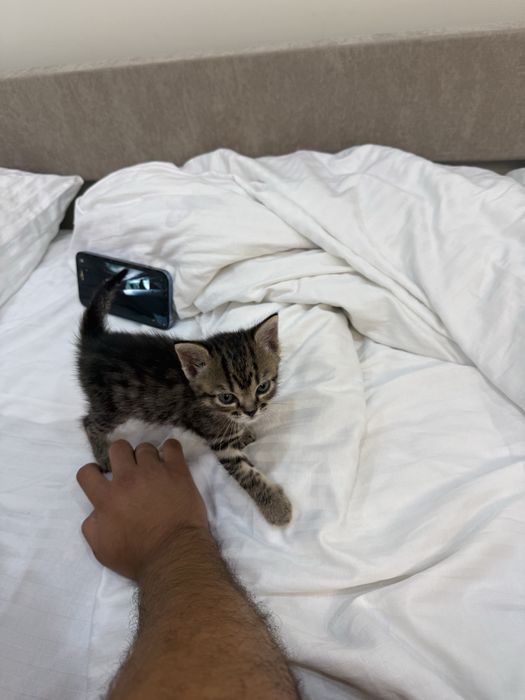 Продам котенка, породистый, красивый малыш