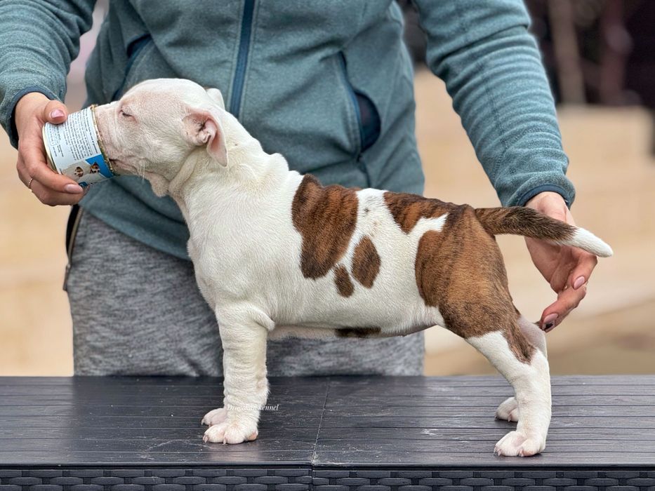 Amstaff rasă pură cu pedigree
