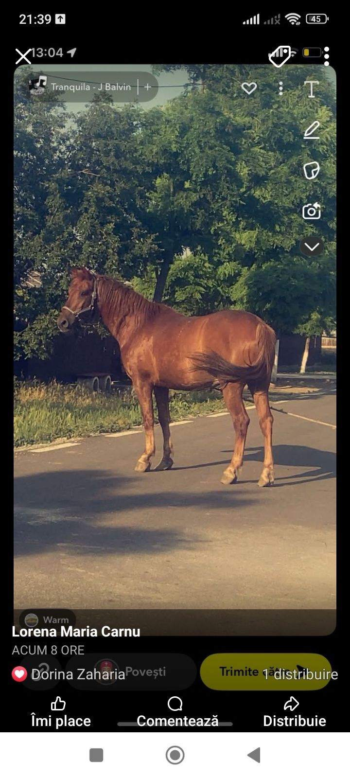 Cal de vânzare .