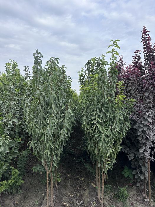 Кучатлар бор Ko’chatlar sotiladi Мевали ва Декотарив