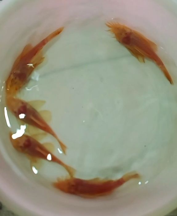 Продам анцитрусы чистильщики.