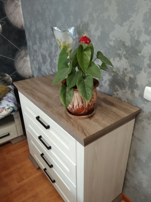 Продам комнатные цветы