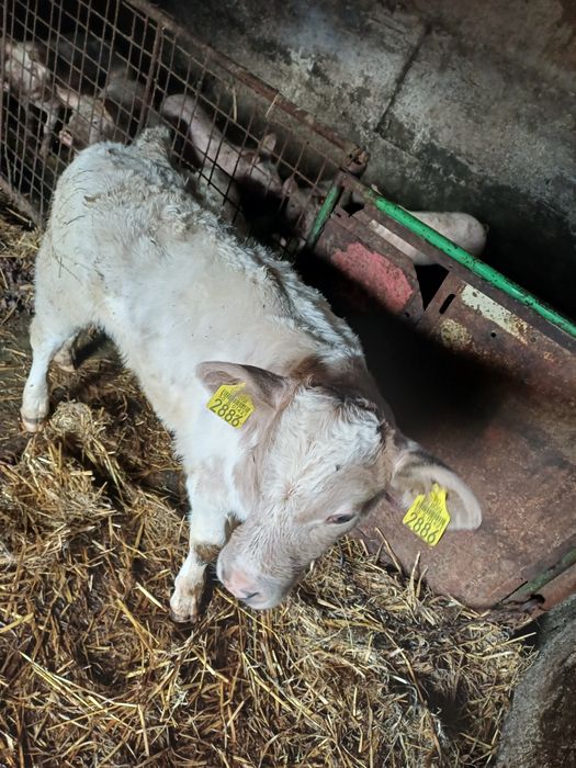 Vând vitel de 4 saptamani