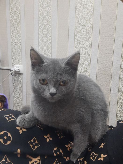 Мушук сотилади  серий