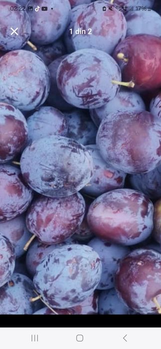 Prune de pălincă sau țuică super preț real de producător!