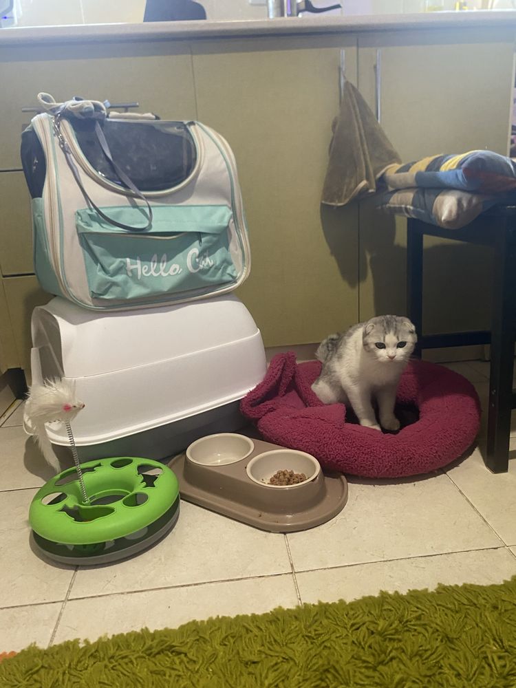Кошка вислаухи мальчик