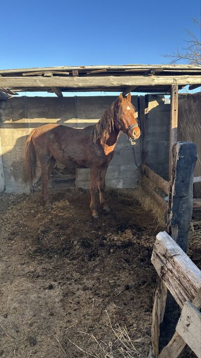 Продам тайчика 1 год 8 месяцев