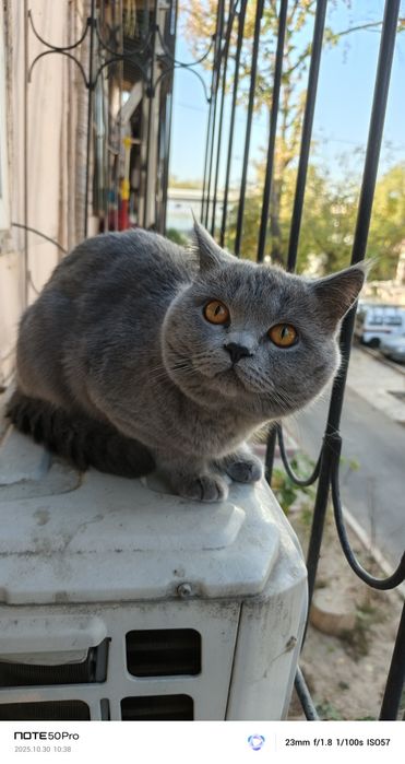 Britan Mushugi (Maks) erkak Sotiladi.Sovg'aga Uychasi Ham Bor!