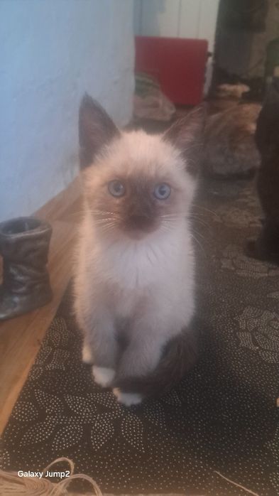 Котята добрые руки Котята