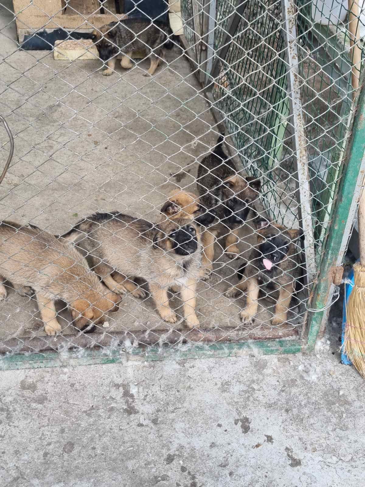 Продавам Белгийска овчарка
