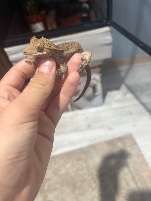 Vând șopârlă gecko plus terariu