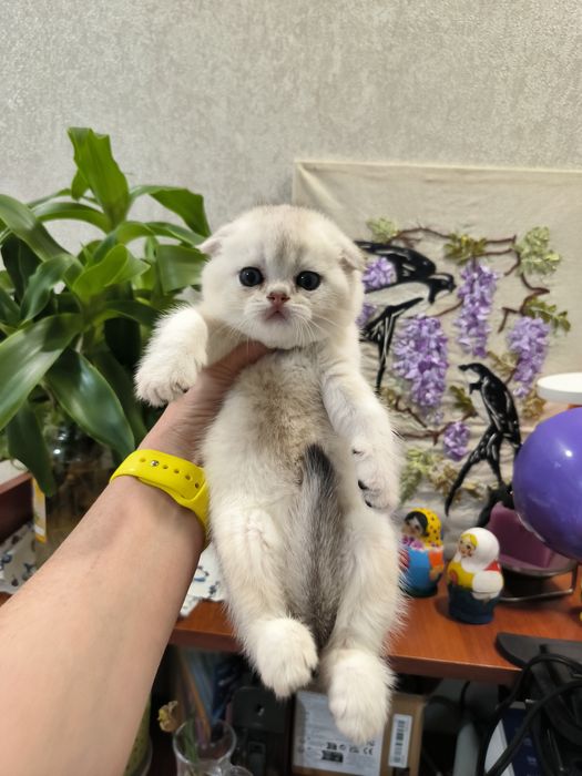 Котята от правильной вязки