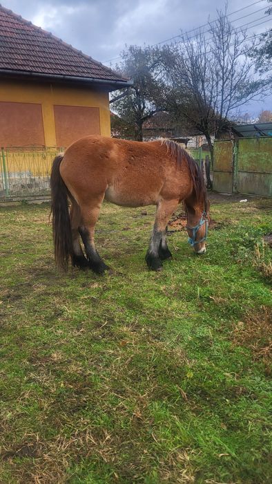 Vând mânză de 2 ani