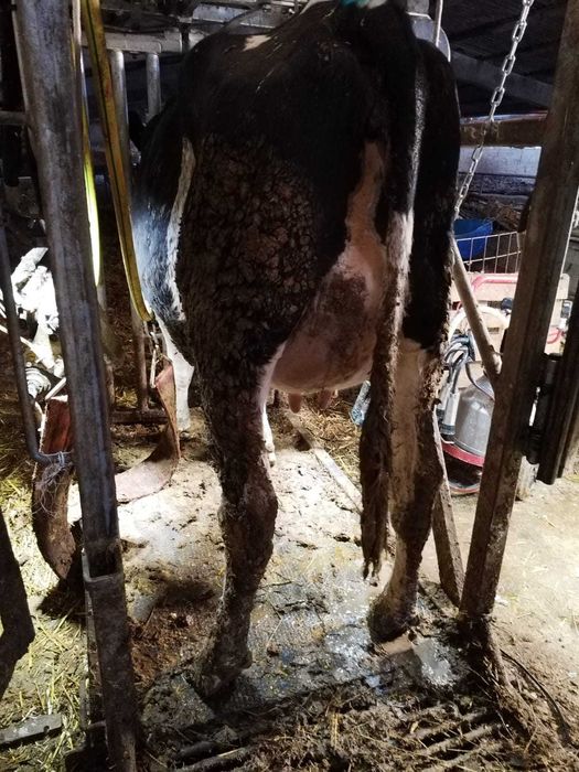 Femele- Holstein - Vaci in lactatie