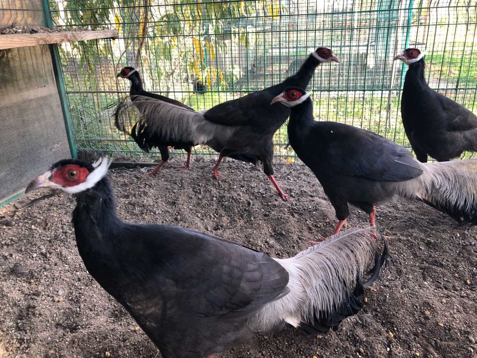 Vand fazan urecheat maro