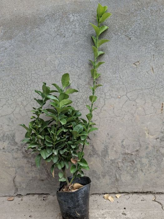 Хар хил турдаги кустарник буталар