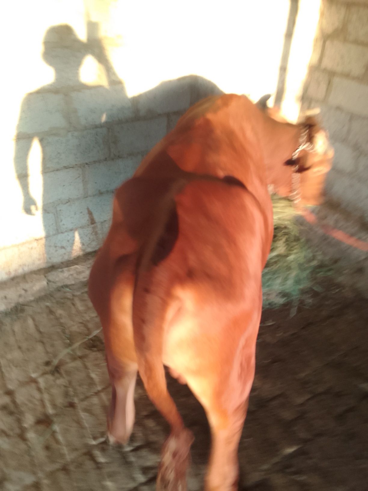 Buqa sotiladi.2.5 yoshar