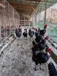 Йирик товук ва хурозлар тухумлари сотилади 4000 сумдан 7000 сумгача