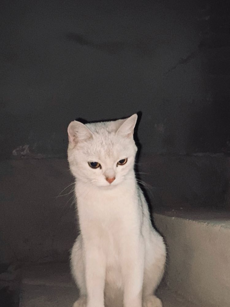Продаётся милая британская кошечка