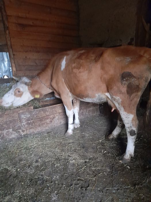 De vânzare vaca!