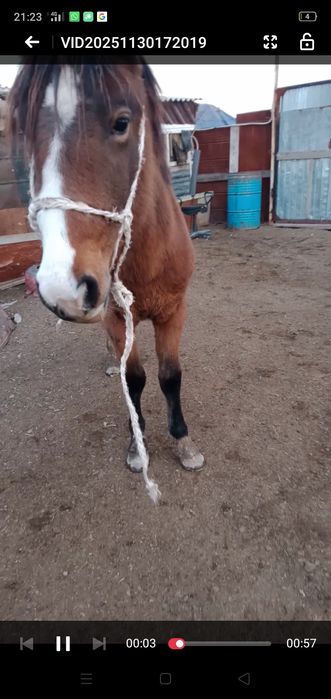 Ассалаумағалейкум байтал сатылады