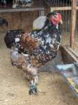 Cocosi Brahma Portelan ,  Bobat si Herminat Deschis