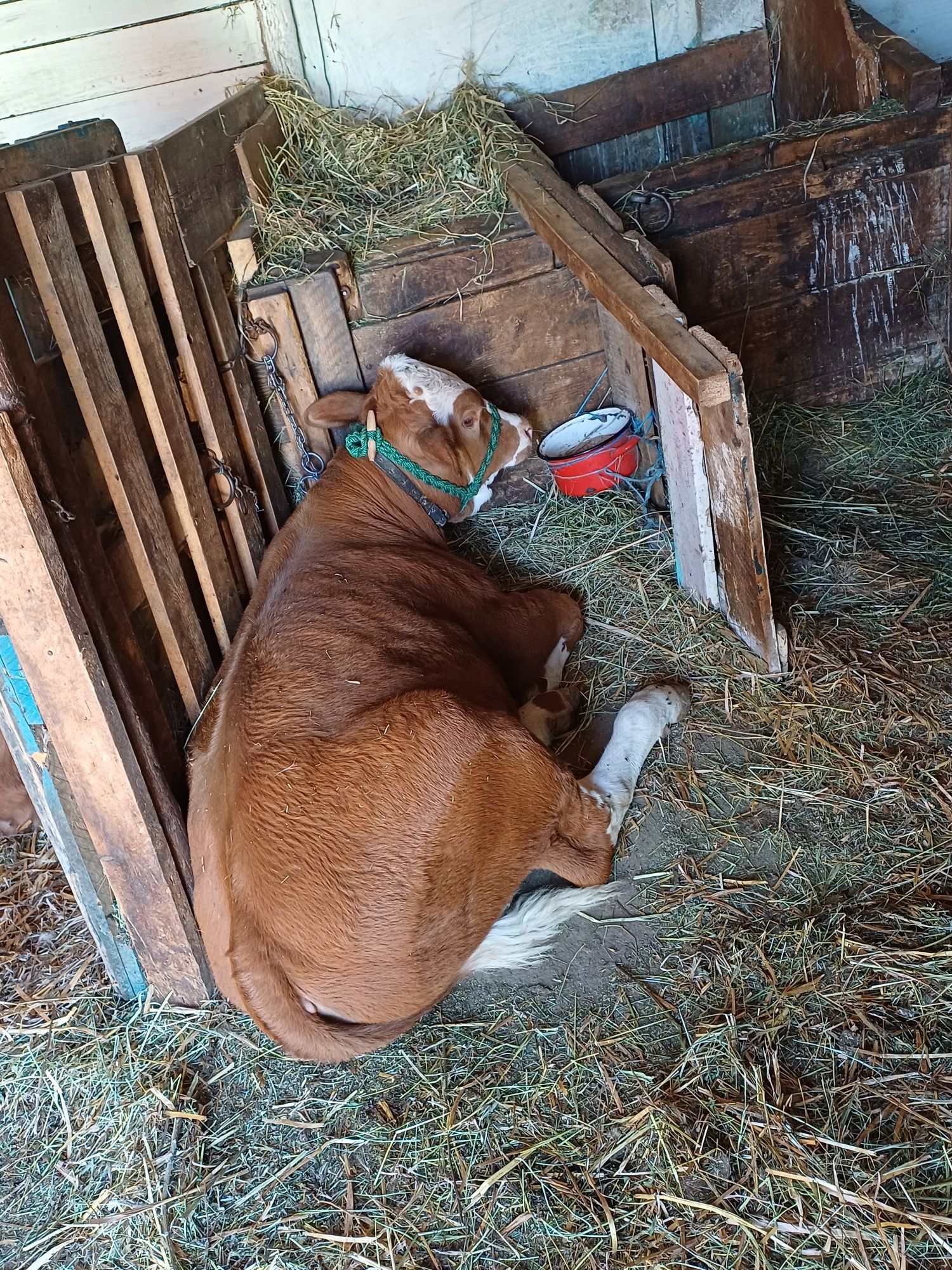 Vând vițel de 2 luni jumate