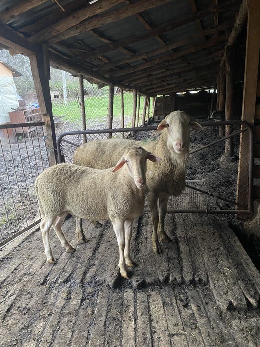 Продавам 2 коча Лакон