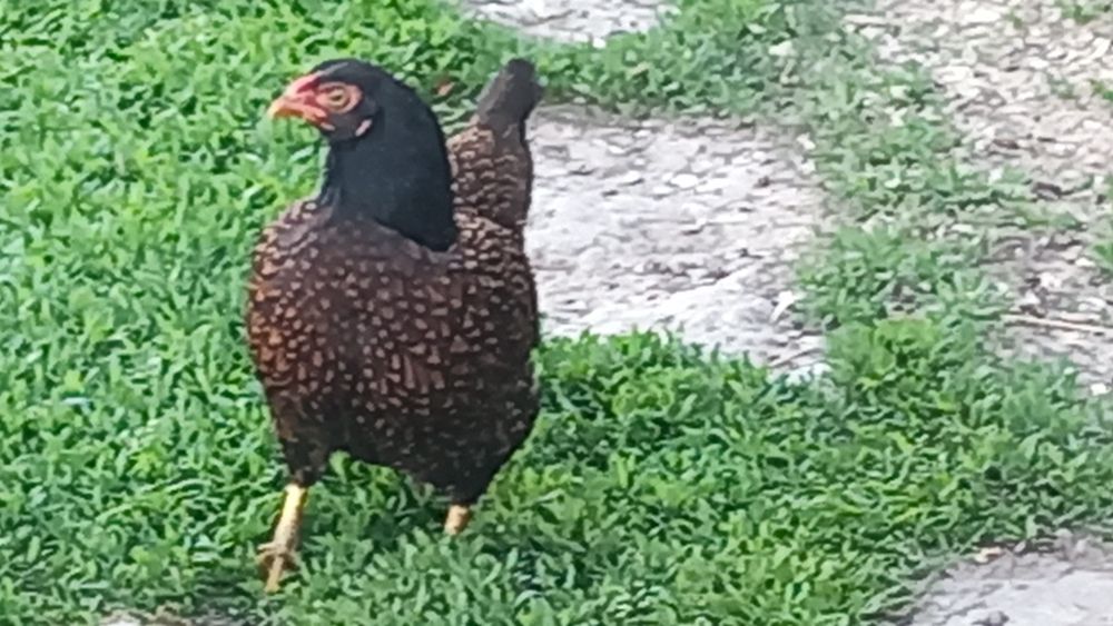 Combarant indian pitic