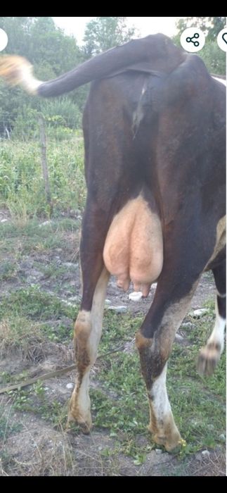 Vând vaca in varsta de 2 ani gestanta cu al 2 vitel  Gestatie 4 luni