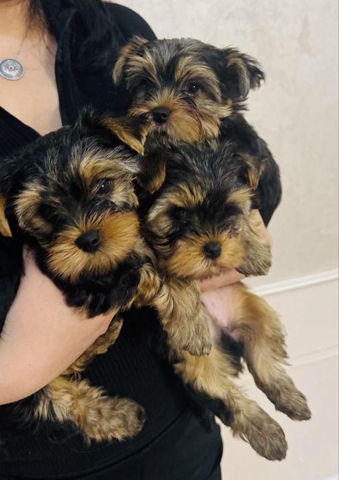 Предлогаются к продаже породистые малыши йоркширский терьер