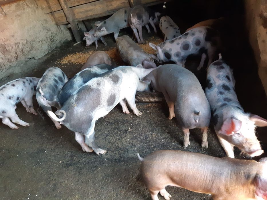 Vand porumb foarte frumos