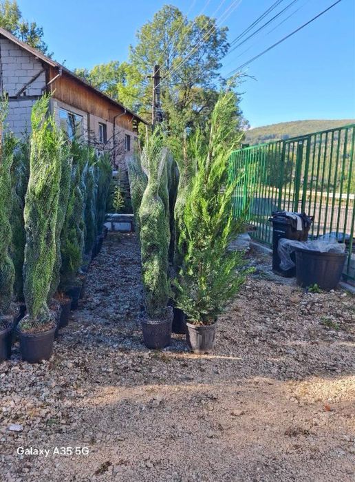 Leylandi chiparos pentru gard viu