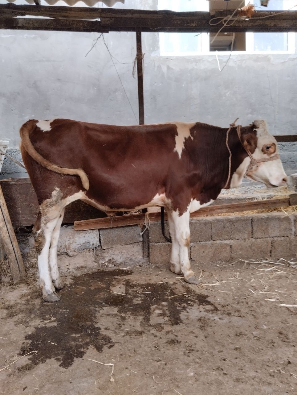 Semintal buqacha sotiladi