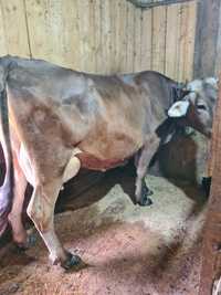 Vând vacă brună de Maramureș