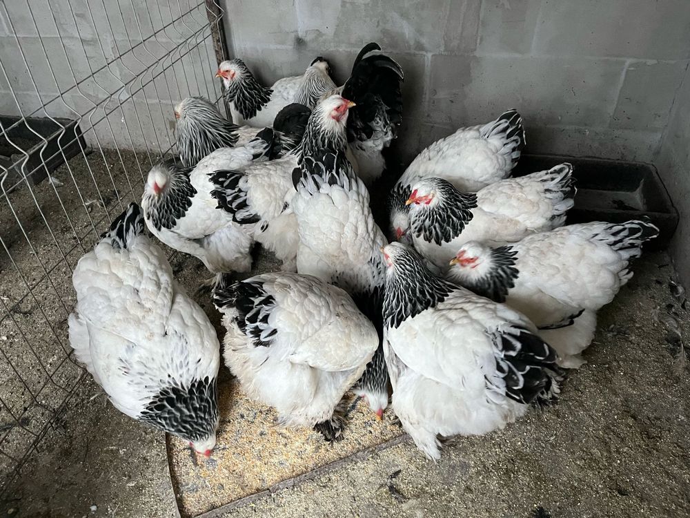 Brahma Herminat Deschis