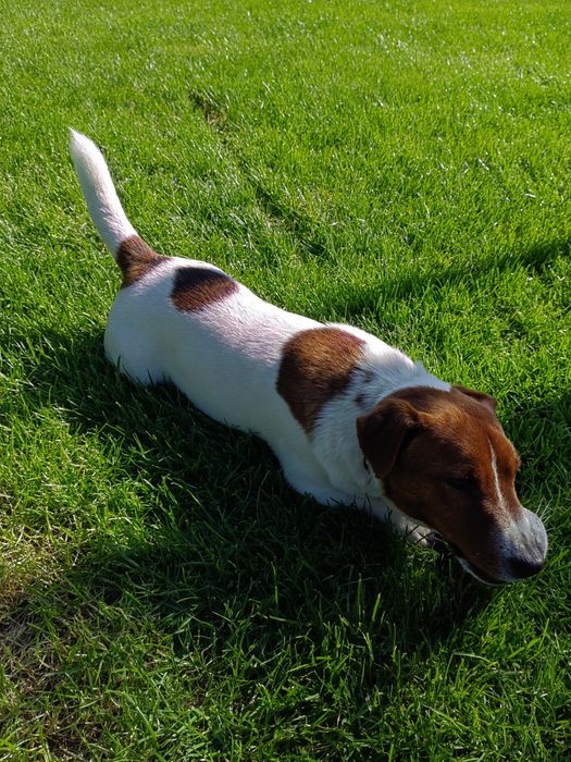 Джак Ръсел Териер