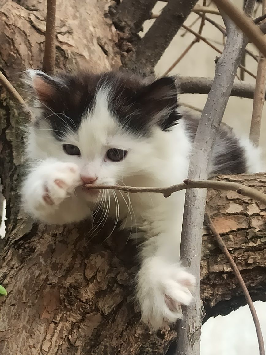 Котята чистыекровный порода персидский