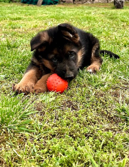 Немска овчарка женска