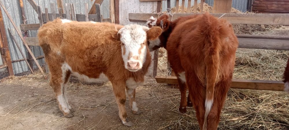 Сиыр. Тайынша соғымға. 3200 ден кг