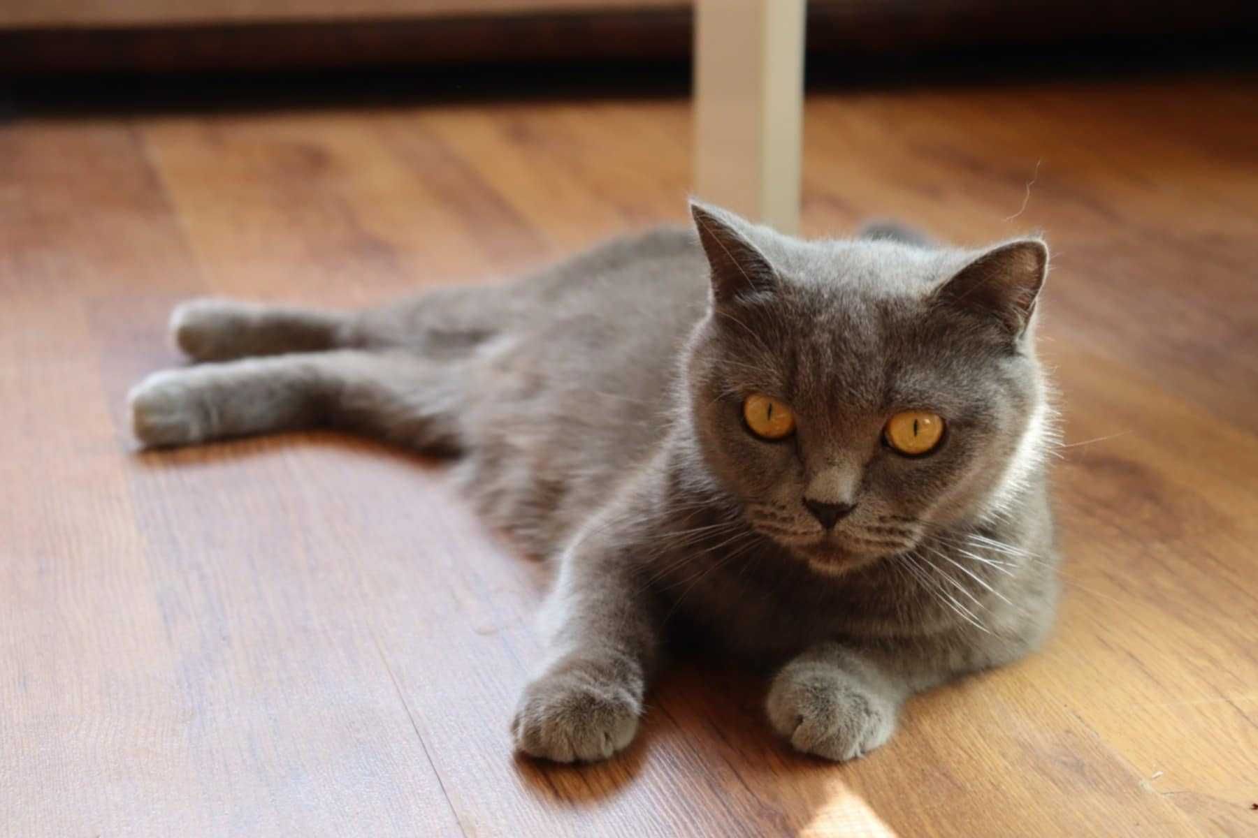 Британски котета