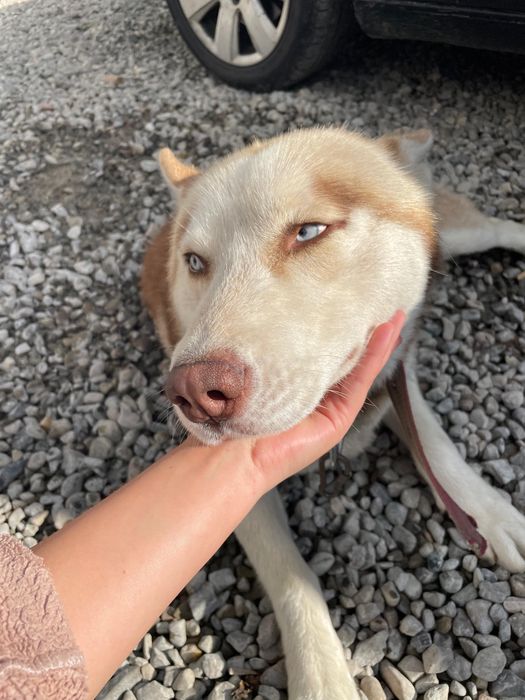 Donez Husky Siberian