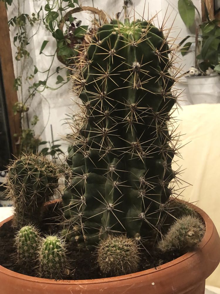 Cactus foarte frumos