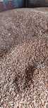 Triticale pt saminta