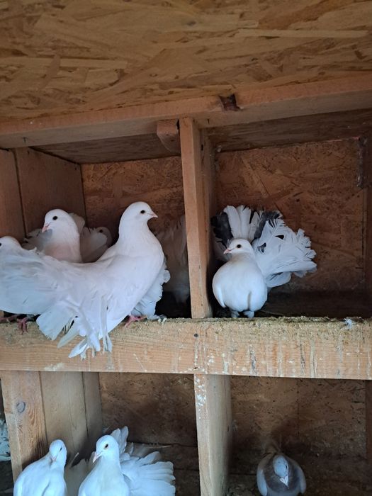 Porumbei pava de vanzare