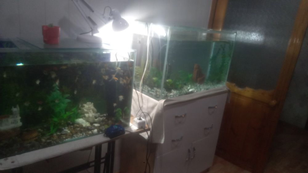 Аквариумные рыбки